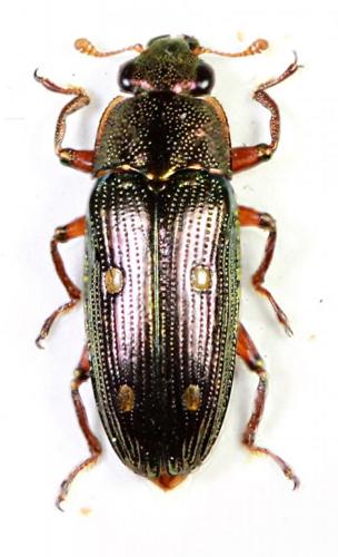 Réf. 64 663 : Neohelota cereopunctata