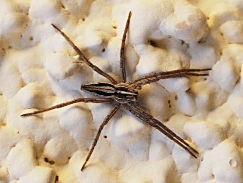 Pisaura mirabilis