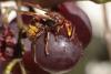 Vespa crabro