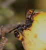 Vespa velutina