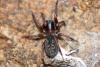 64758 – Photo : henri maleysson – France (43)