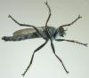 Tolmerus atricapillus