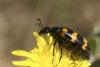 64148 – Photo : Sophie Marrec – France (83)