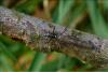 64471 – Photo : RUFFONI Alexandre – France (58)