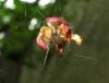 64476 – Photo : Didier Petot – France (94)