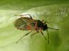 64318 – Photo : Maite Santisteban Rivero – Espagne