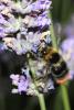 64473 – Photo : Liboupat – France (05)