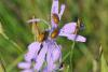 64929 – Photo : Robert Henno – France (48)