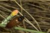 64448 – Photo : Michel Renou – France (26)