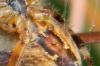 64240 – Photo : Nicolas Alric – France (12)
