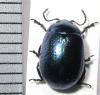64120 – Photo : Arthropa - Benoit Martha – France (34)