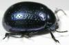 64121 – Photo : Arthropa - Benoit Martha – France (34)