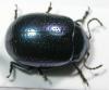 64123 – Photo : Arthropa - Benoit Martha – France (34)