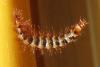 Drilus flavescens