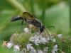 64426 – Photo : Jerome Carminati – France (39)