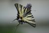 64585 – Photo : martin georges – France (86)