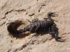 64490 – Photo : OCIS – Sahara occidental