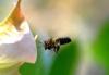 64569 – Photo : Jean-Claude Jamoulle – France (06)
