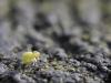 64815 – Photo : Jean-Luc DEMANGE – France (95)