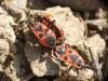 Pyrrhocoris apterus