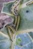 64041 – Photo : Nicolas Alric – France (12)