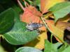 64076 – Photo : Nicolas Alric – France (12)