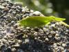 64081 – Photo : Nicolas Alric – France (12)
