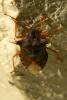 64080 – Photo : Nicolas Alric – France (12)