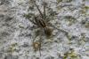 64105 – Photo : Nicolas Alric – France (12)