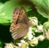 64377 – Photo : Guillaume Chorgnon – France (42)