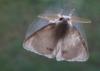 64386 – Photo : Michalke Friedrich – France (14)