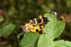 64271 – Photo : Daniel Morel – France (70)