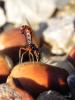 64989 – Photo : Noushka – France (31)