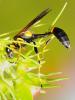 64691 – Photo : CUCHET Gerard – France (01)