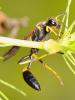 64690 – Photo : CUCHET Gerard – France (01)