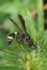 64227 – Photo : Patrick Nourdin – France (31)