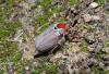 64168 – Photo : Florentin MADROLLES – France (45)