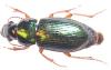 Harpalus sp.