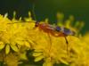 64354 – Photo : Peeters Vincent – Belgique