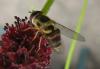 Syrphus sp.