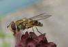 64911 – Photo : Elisabeth A. Harris – Royaume-Uni