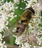 64912 – Photo : Elisabeth A. Harris – Royaume-Uni