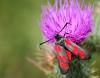 64383 – Photo : patrick derennes – France (77)