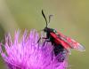 64384 – Photo : patrick derennes – France (77)