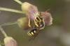 64665 – Photo : eudemis – France (33)