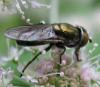 64545 – Photo : Elisabeth A. Harris – Royaume-Uni