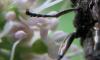 Riponnensia splendens