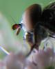 64468 – Photo : Elisabeth A. Harris – Royaume-Uni