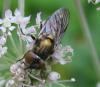 64546 – Photo : Elisabeth A. Harris – Royaume-Uni