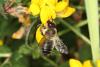 64013 – Photo : eudemis – France (33)